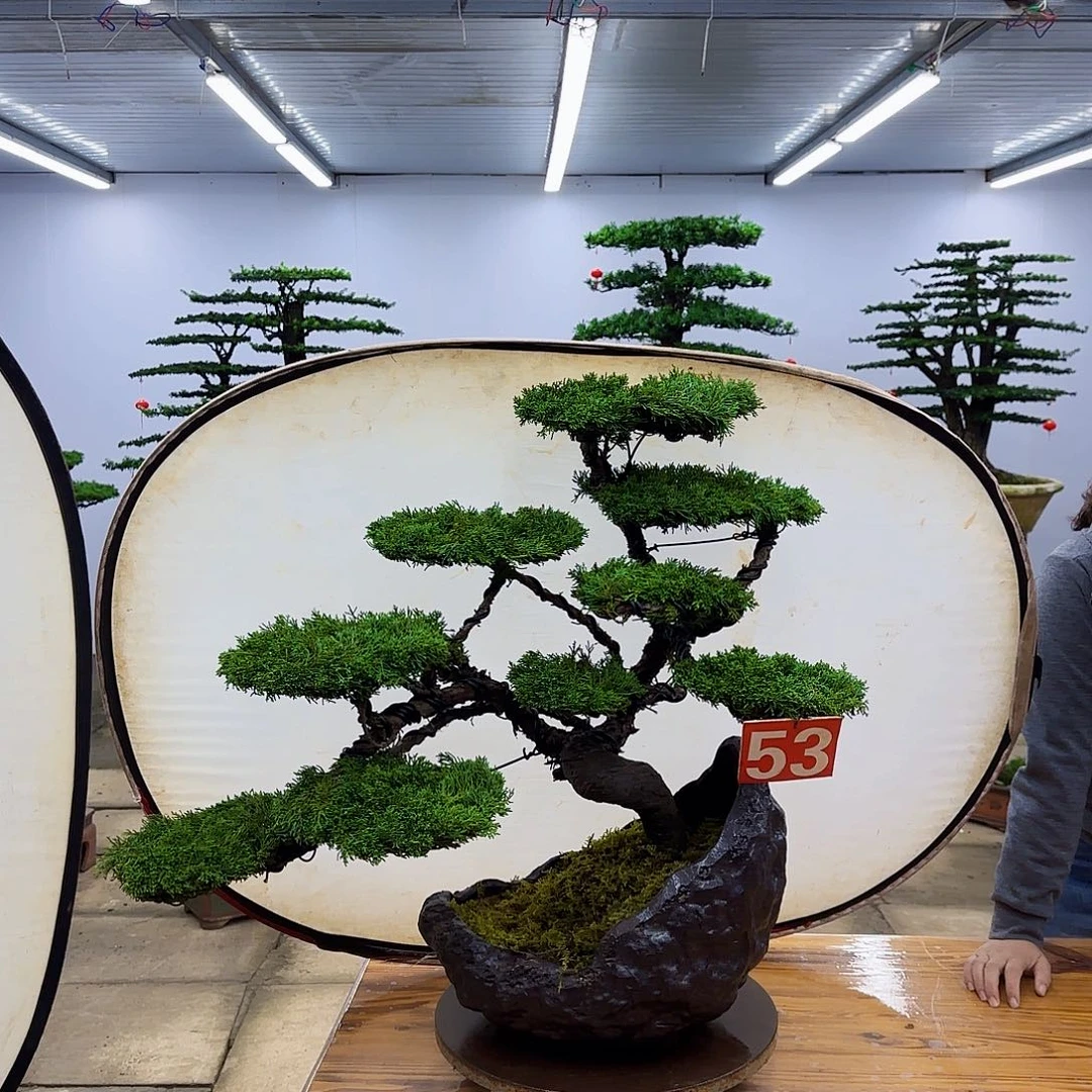 无花朵盆景直播间一物一拍