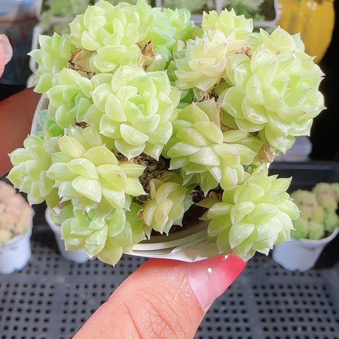 0915-46麦秆优选不包整