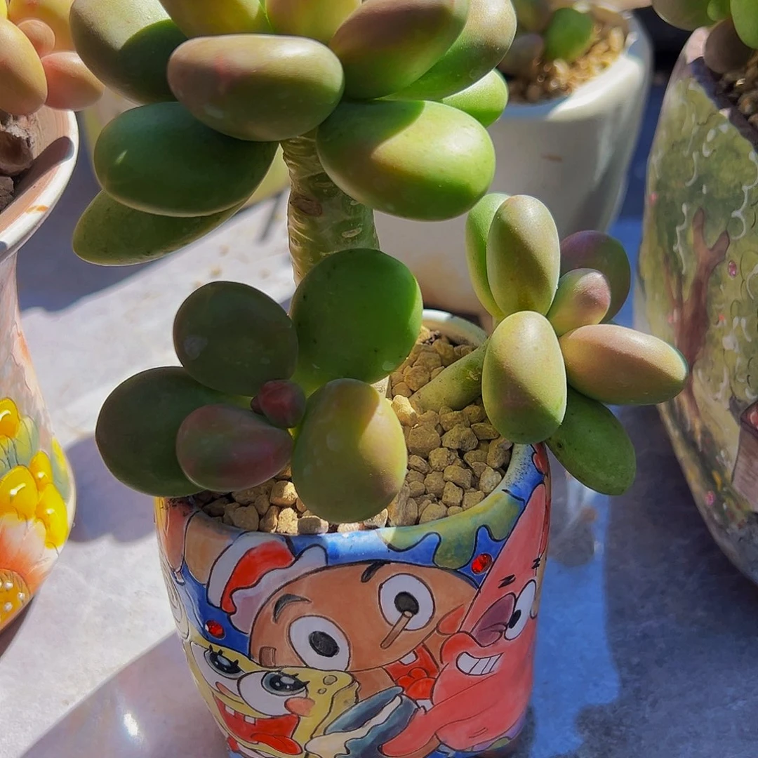 芒果奶多肉植物一颗