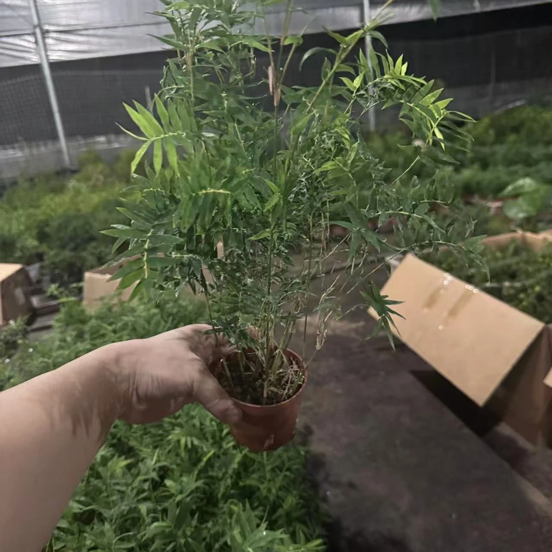 米竹 爆跟状态 好养