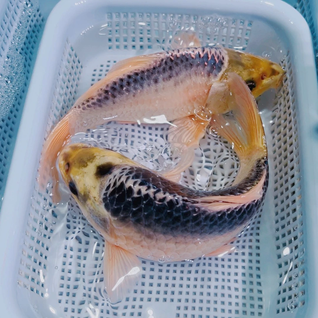 锦鲤锦鲤冷水鱼观赏123