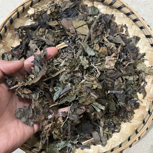 【很多主播带的消大宝贝】云南山货特产九节茶 羊茶