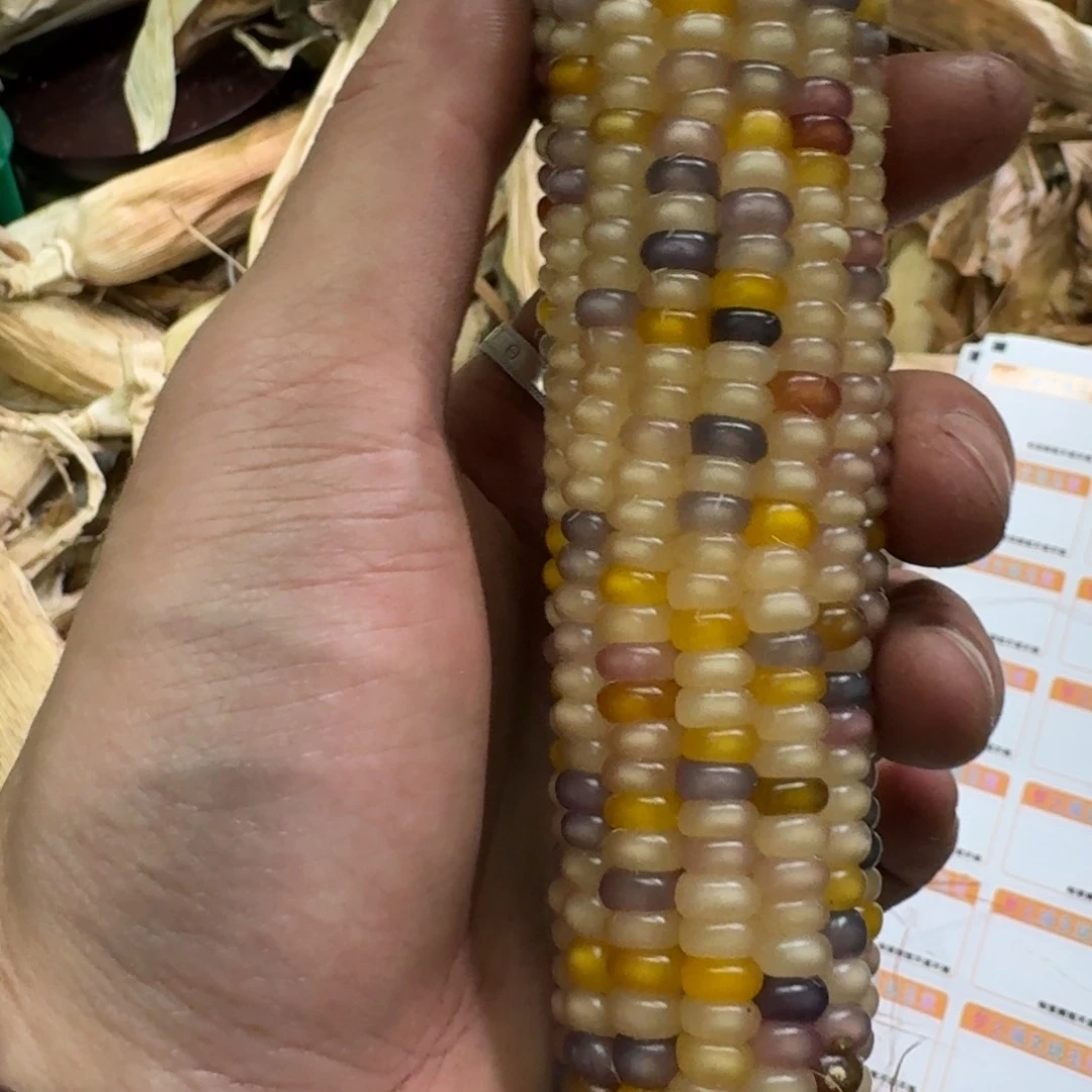 柏香籽/百香籽吊坠米*