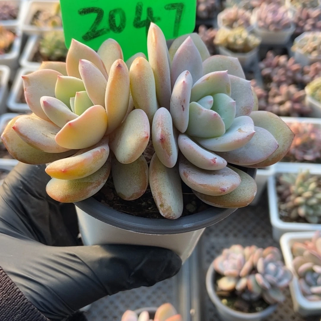 2047奶茶多肉植物多肉