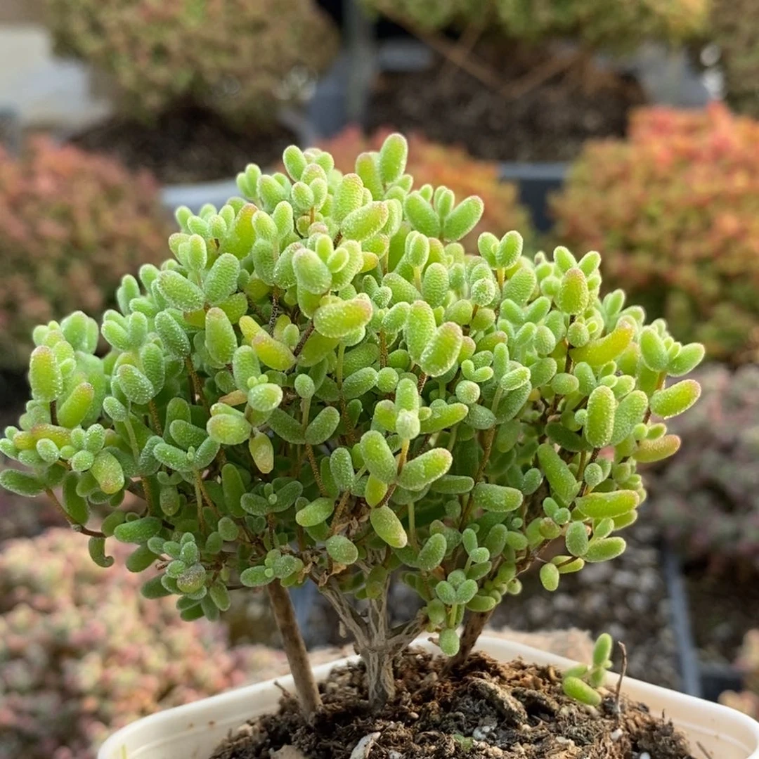 蜜橘糖球5717枝干番杏