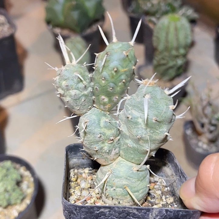 无花朵纸刺武藏野一物一拍不包损