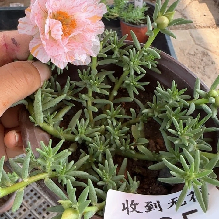 无花朵185超小苗 网红色盆口10cm