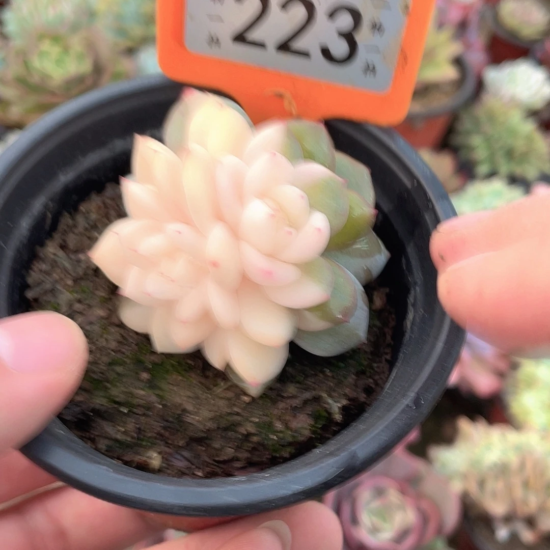 *****223号多肉植物盆栽