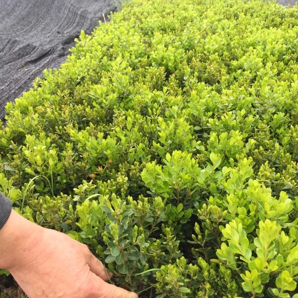 瓜子黄杨绿化苗盆栽花坛种植