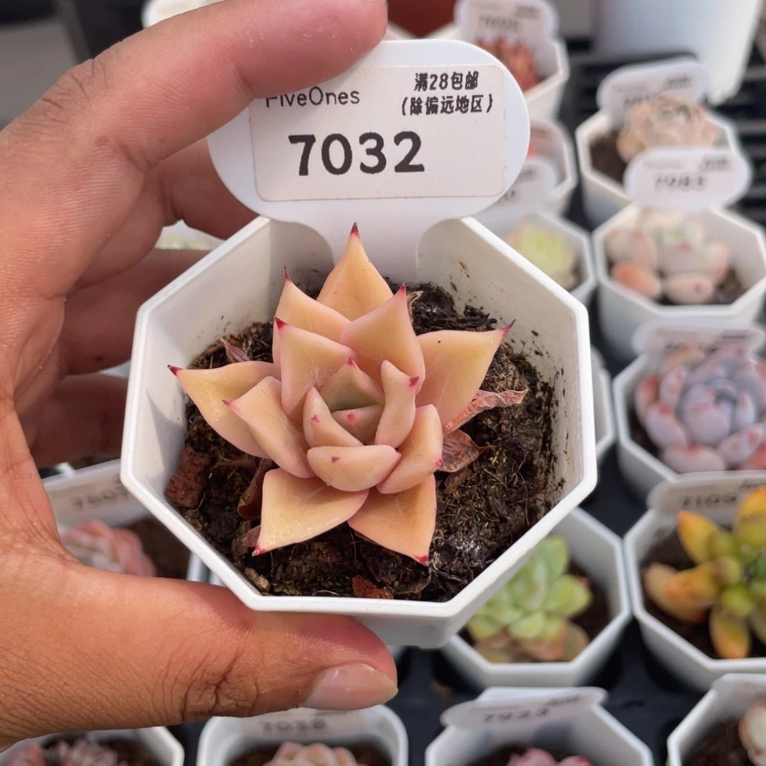 7032饺子皮5.0厘米