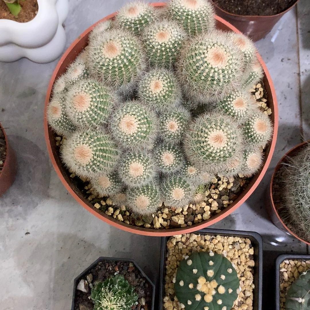 当前无花栽培后可以开花红芙蓉群生15公分
