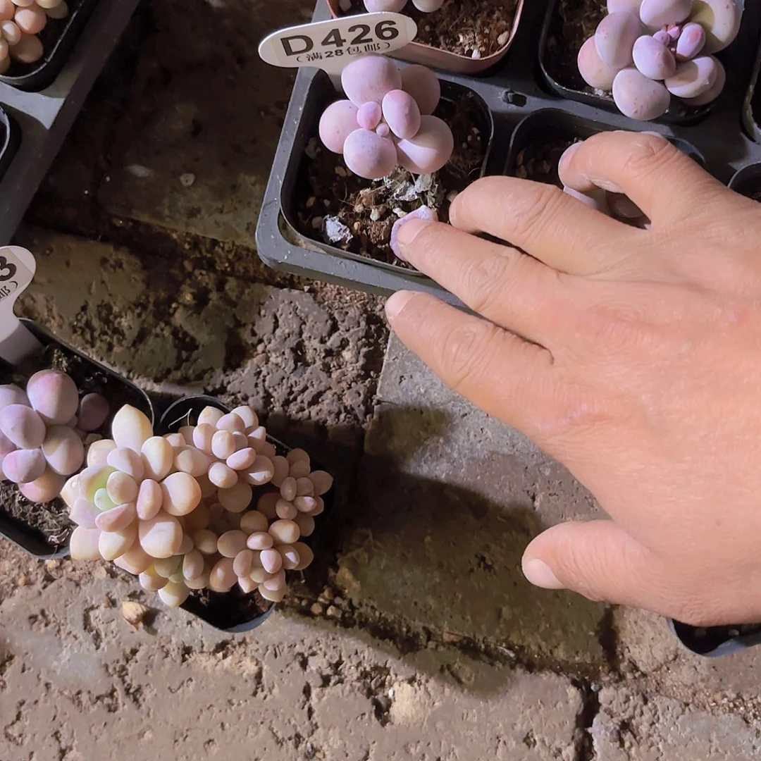 小*、D426彩虹奶yi eu yi pai