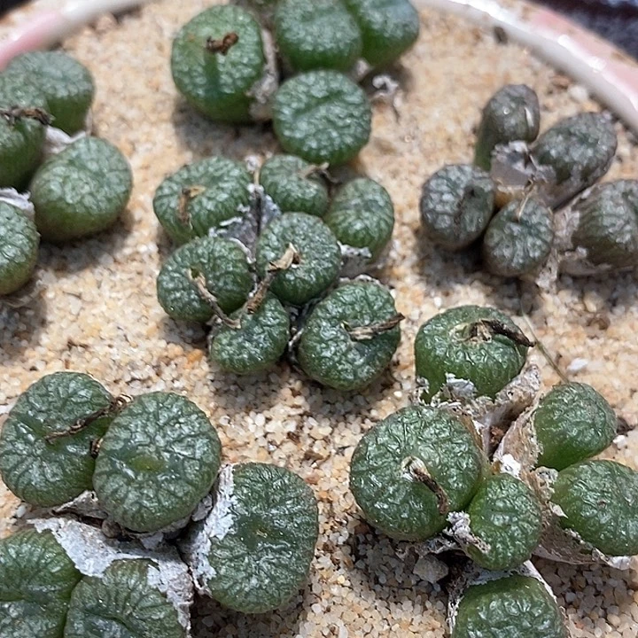 铜壶母本一颗   买2送1