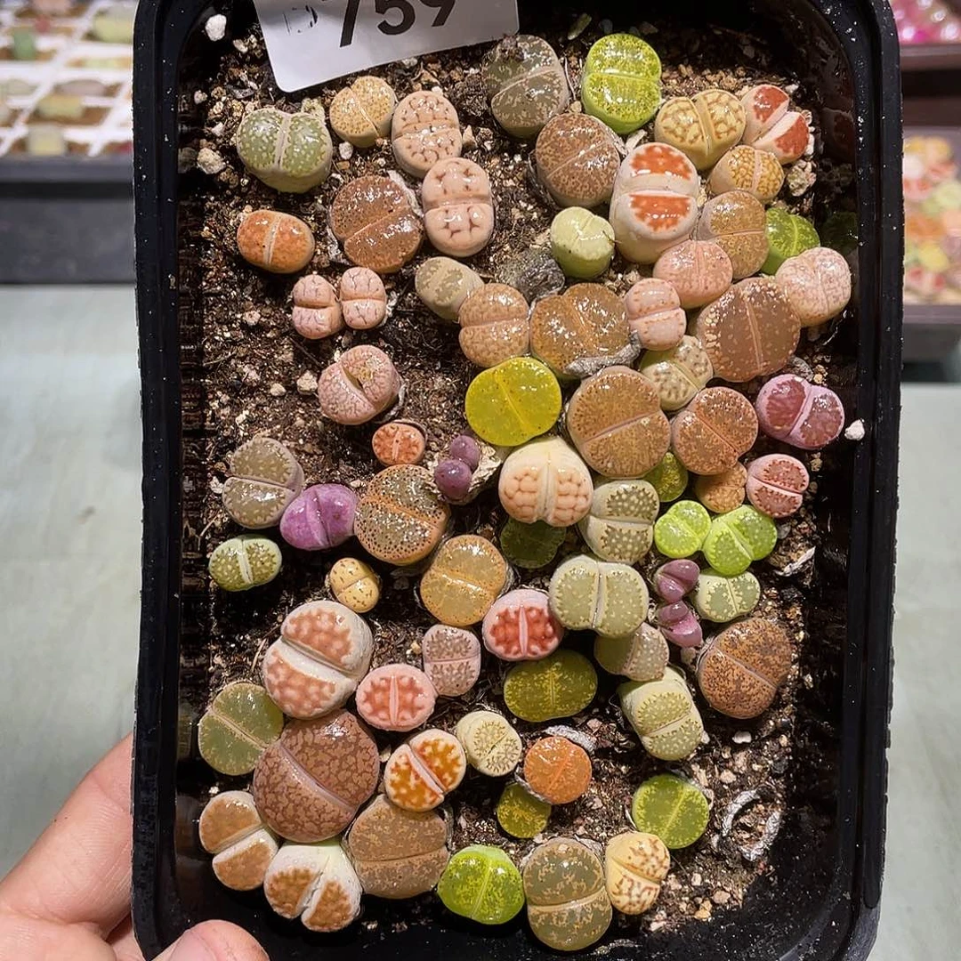 759当天凑满十八元包邮生石花