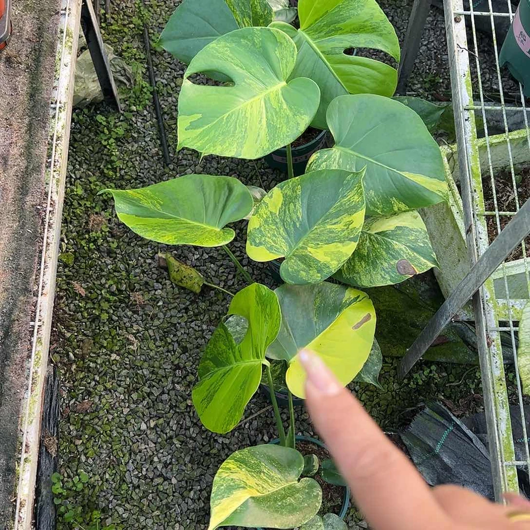 完全开放加仑盆短簧随机发货不售后的