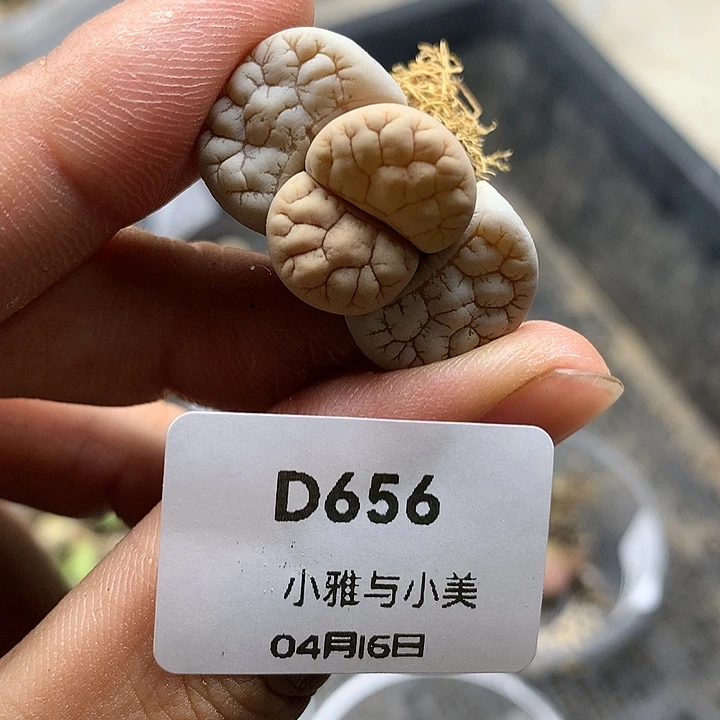 D656多肉植物保护