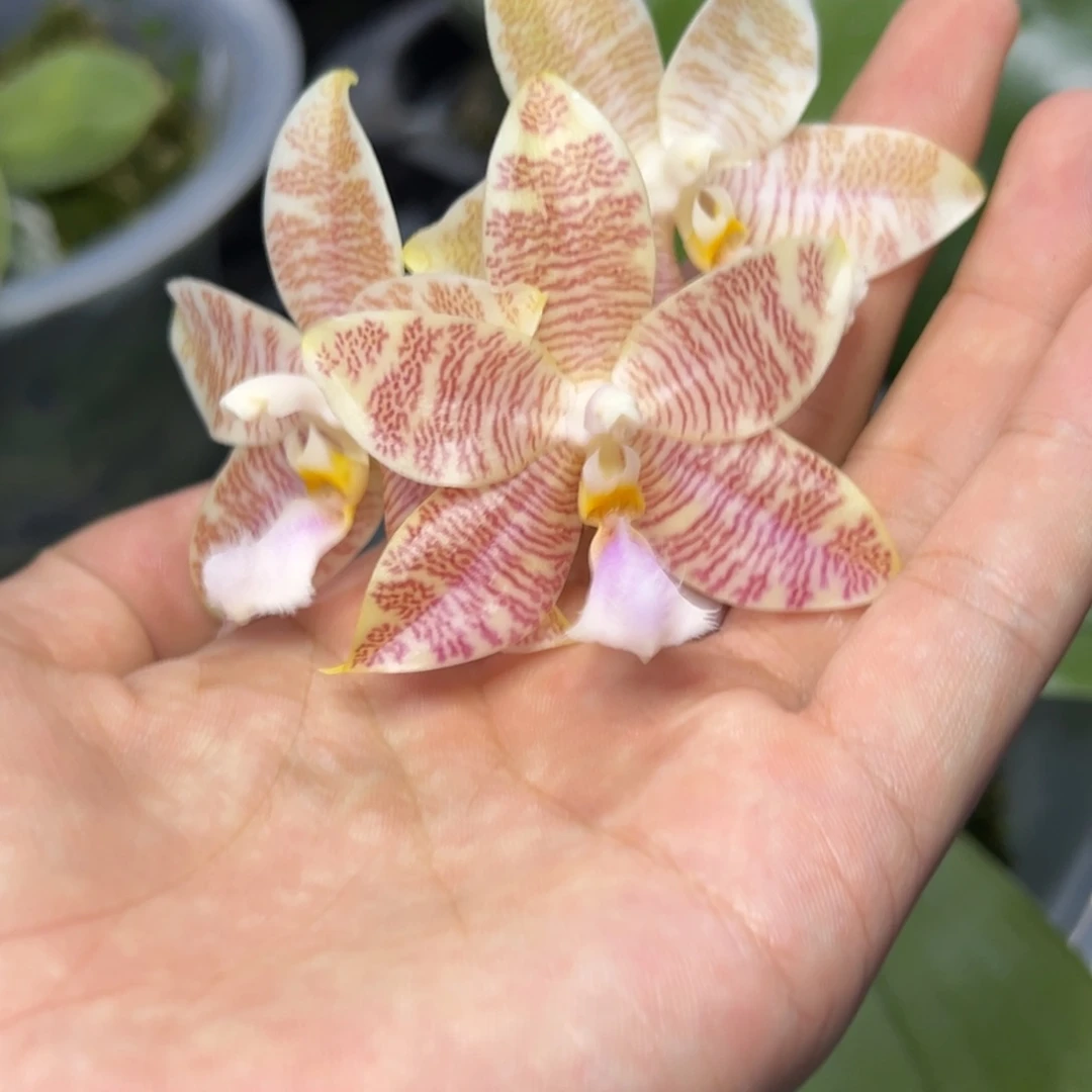 完全开放l063八寸ys1186