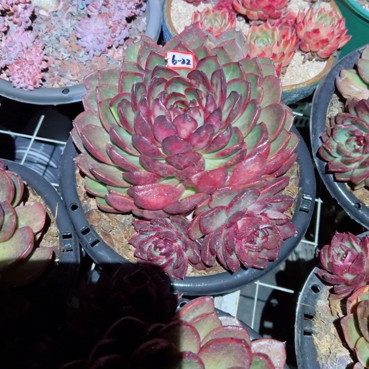 农*哥精品多肉植物老桩