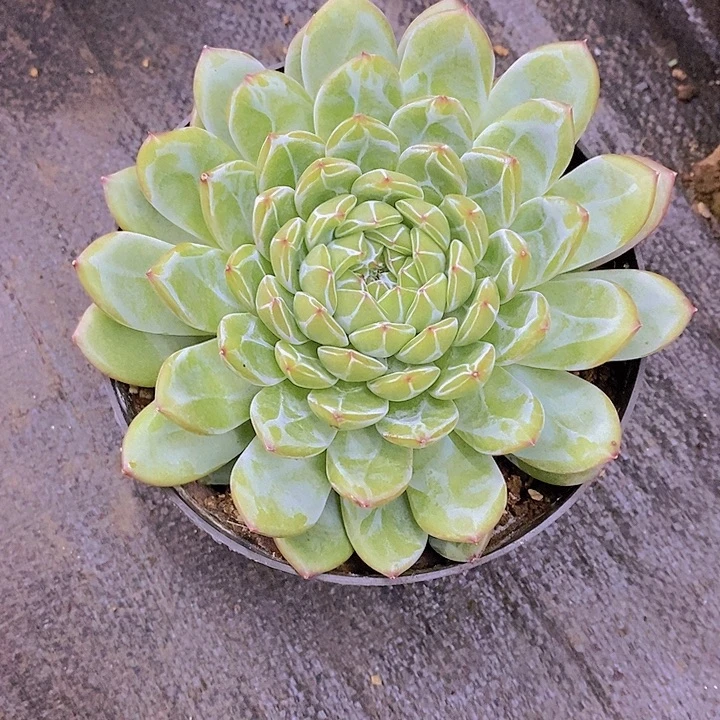 兰***兰雪花珍妮多肉植物单头