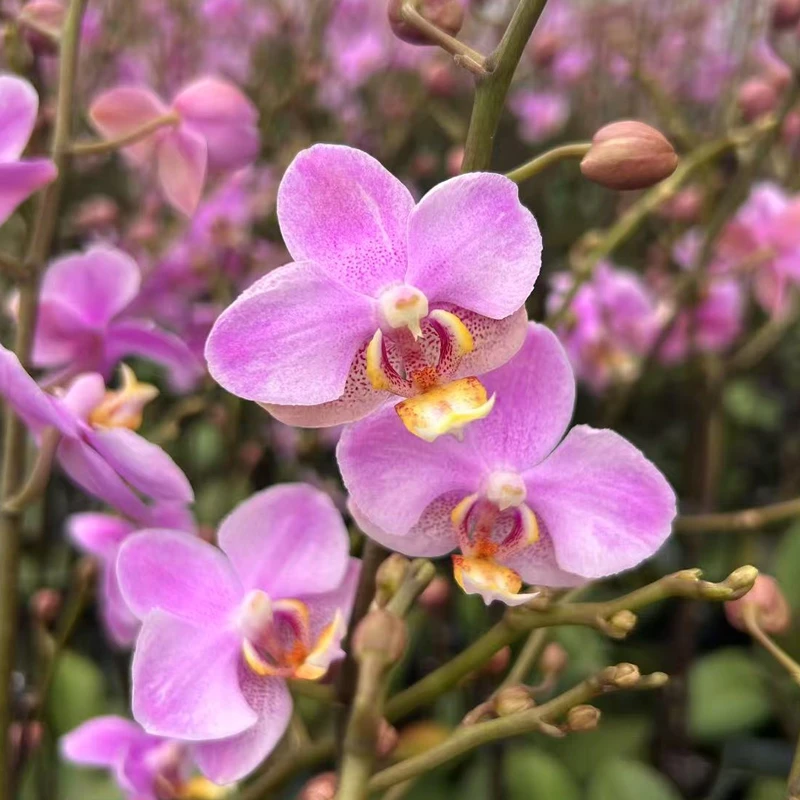 【送花盆】蝴蝶兰满天粉清新雅致室内绿植花卉好养