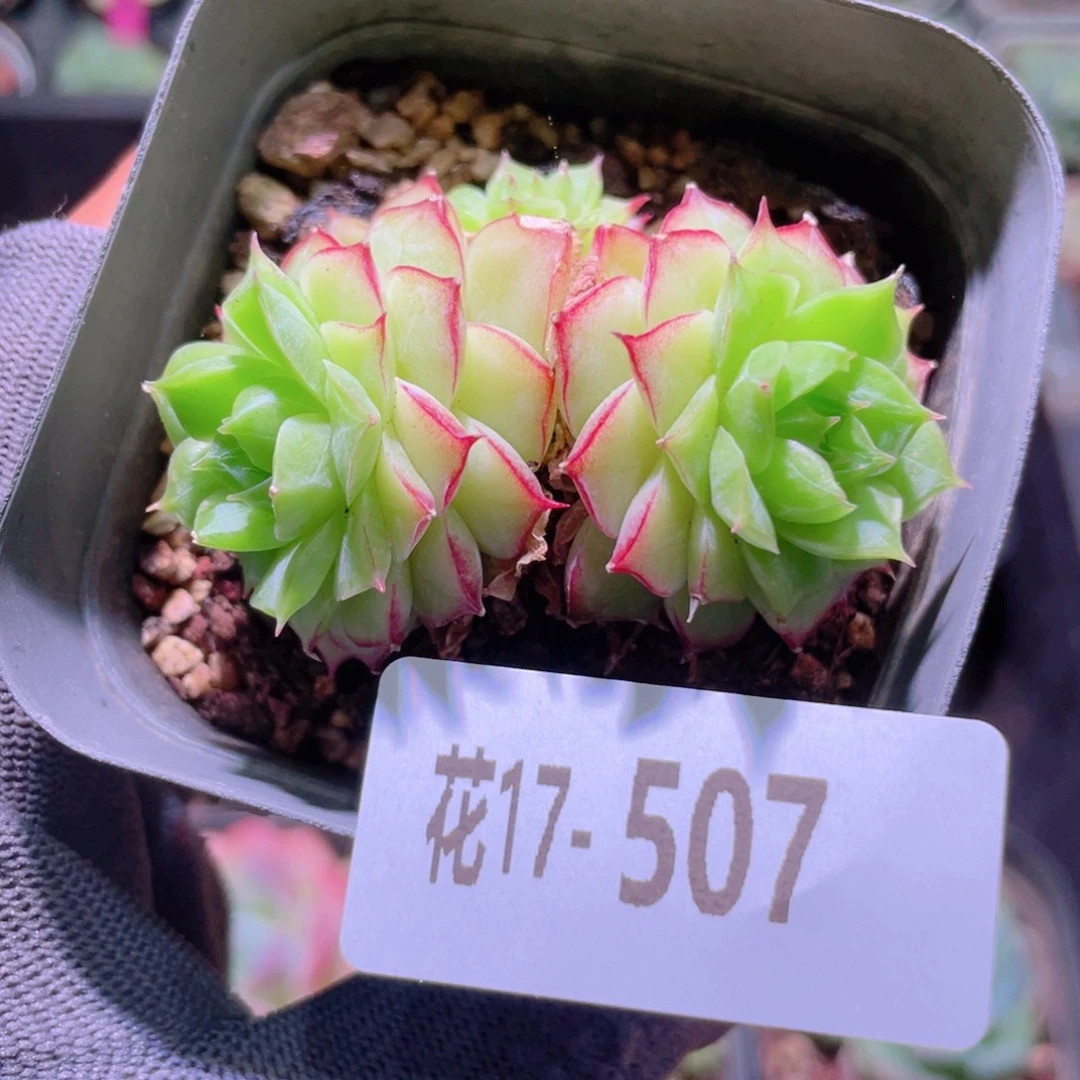 花利美17-407女王玫瑰