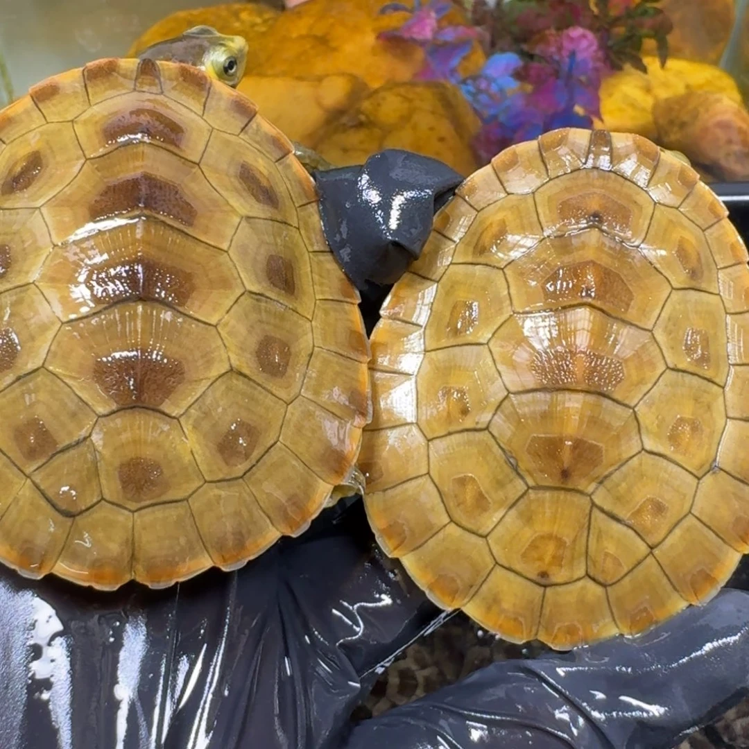 蛋龟不分公母圆澳