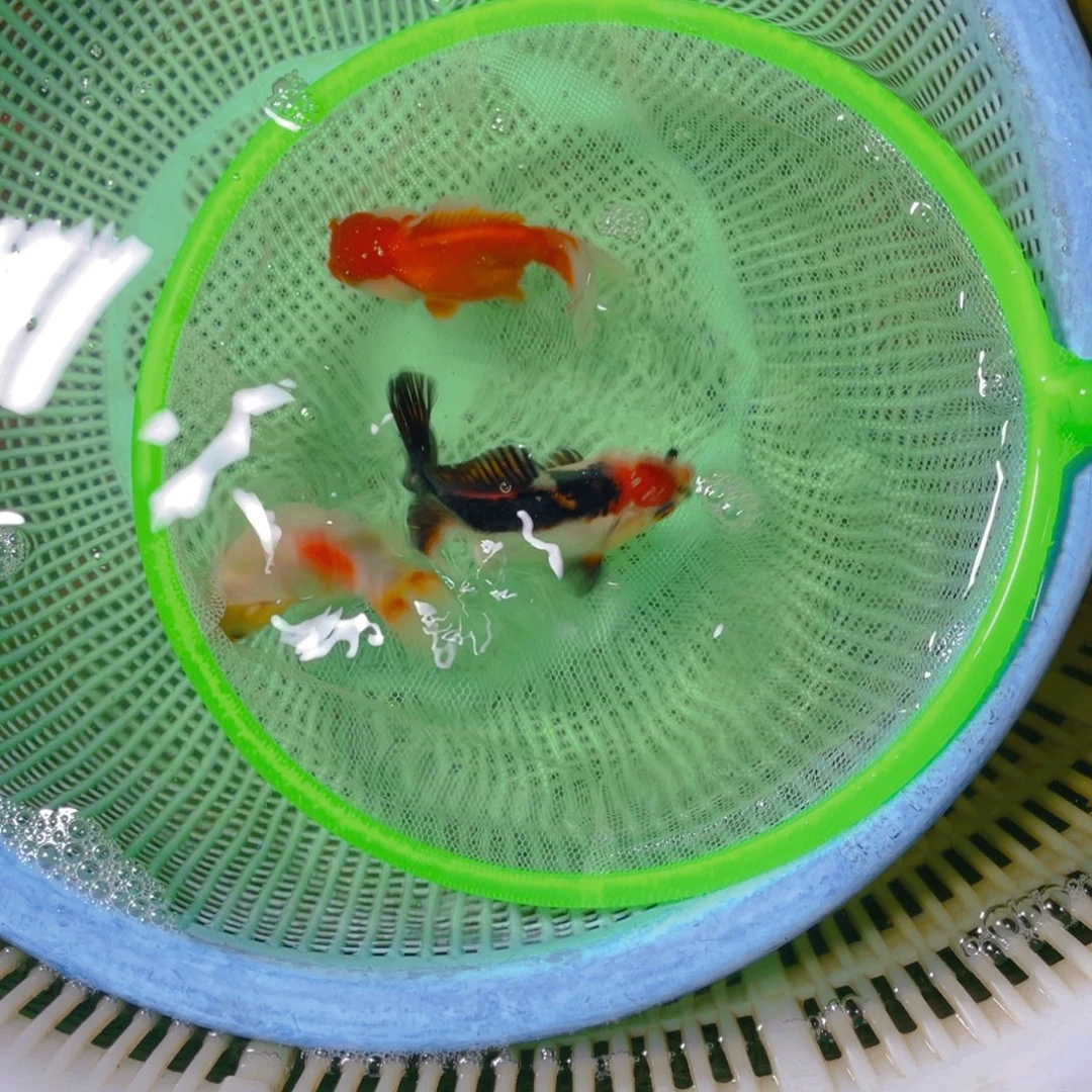 海水鱼花泰狮金鱼53