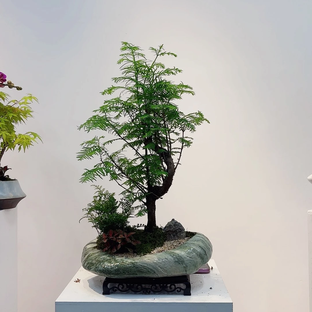 高端绿植一物一拍