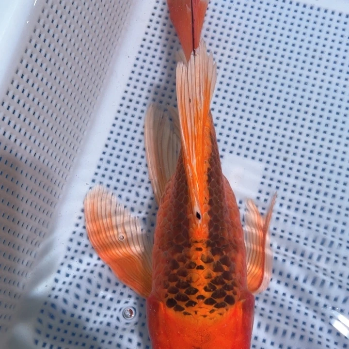 锦鲤锦鲤蝴蝶包邮包邮
