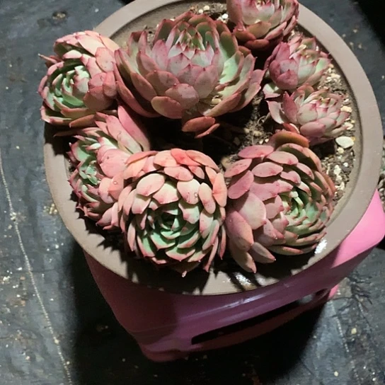 逆***人每日特价活动开始啦