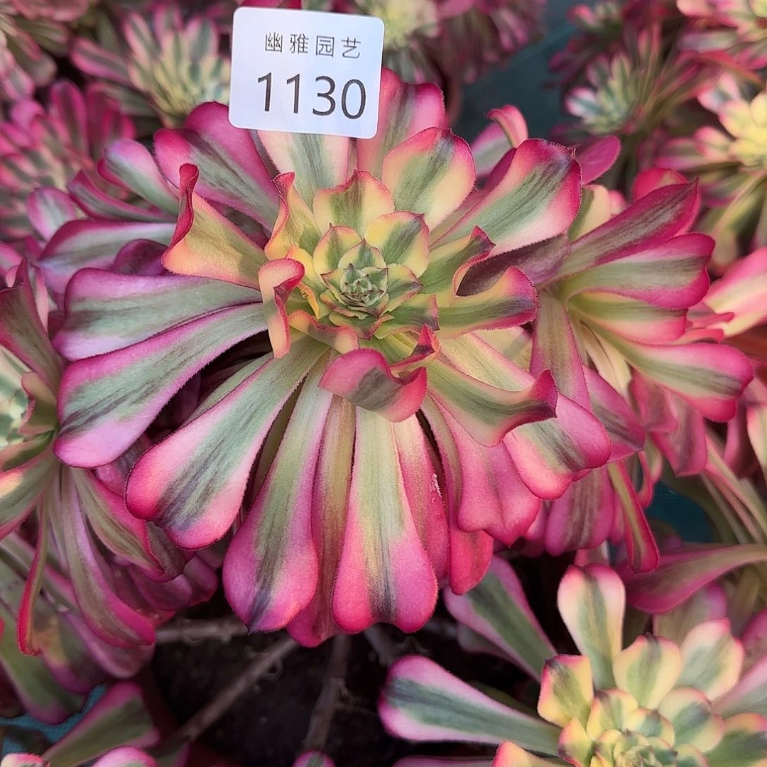 多肉植物福利1130