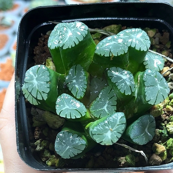 十二卷多肉大紫万象