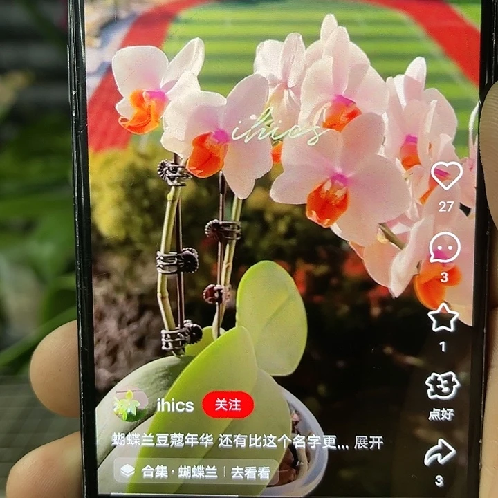 当前无花栽培后可以开花豆蔻年华