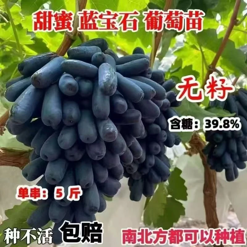 【一棵装】蓝宝石克伦生葡萄苗庭院爬藤南北方种植优质耐寒带土带叶