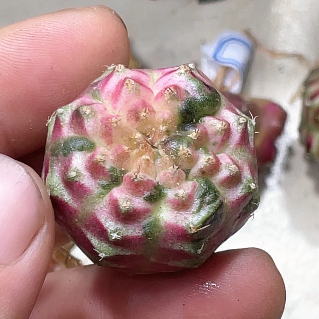 *****无花朵泰系实生根，粉轮回