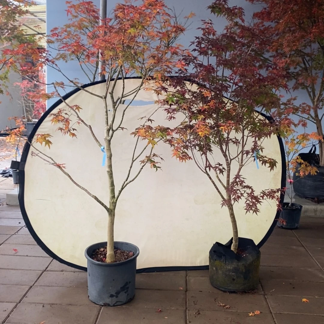 草***剧无花朵红乙 女 2颗 直播间