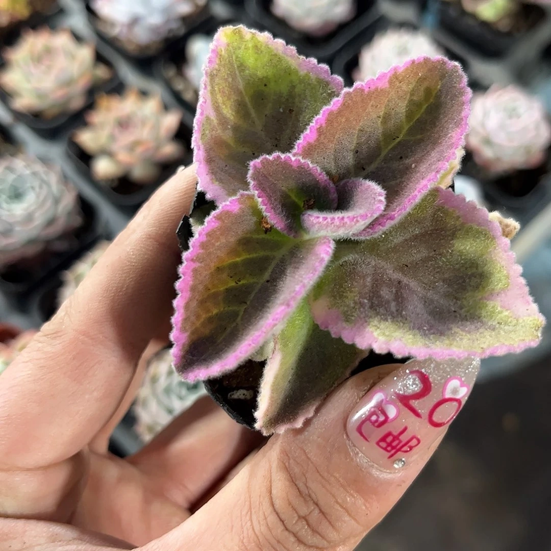 香妃单头发货有根发货