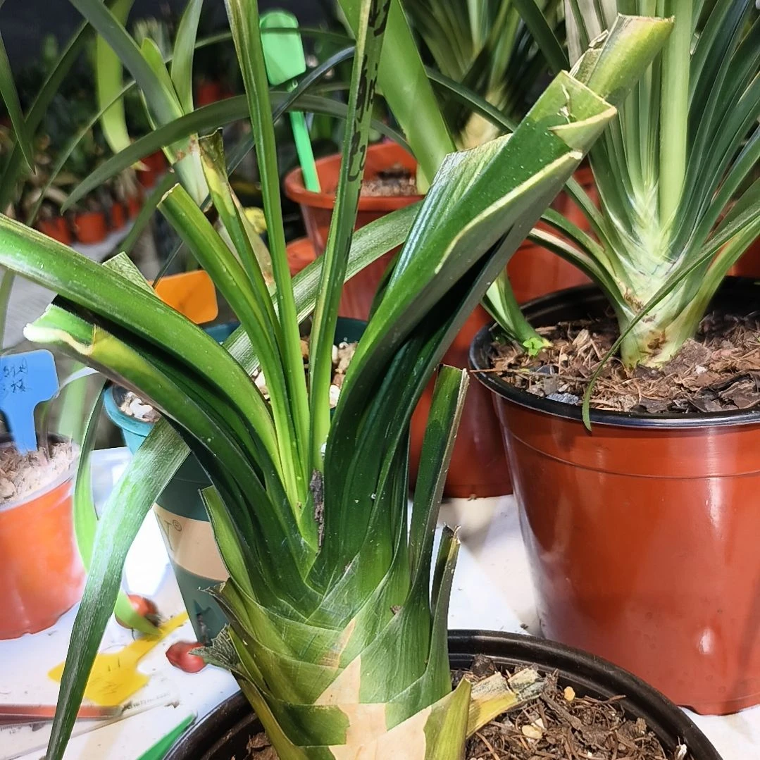 流***年完全开放盲盒大苗残叶特惠一棵