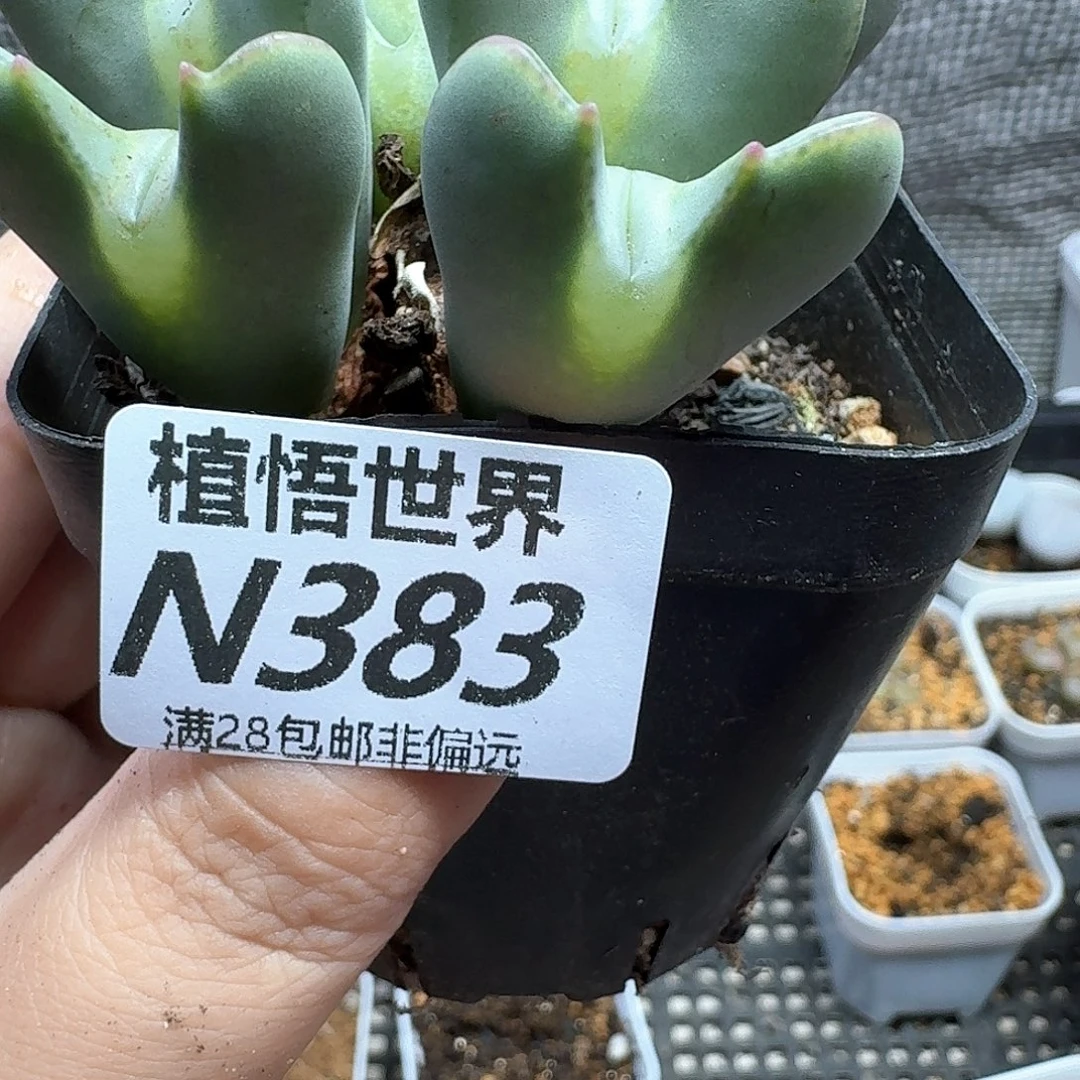 多肉植物的润泽发发