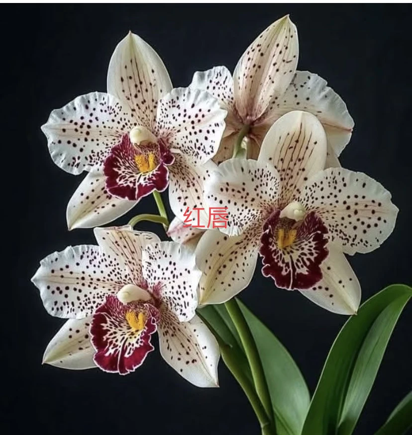 醉兰阁 兰花红唇兰