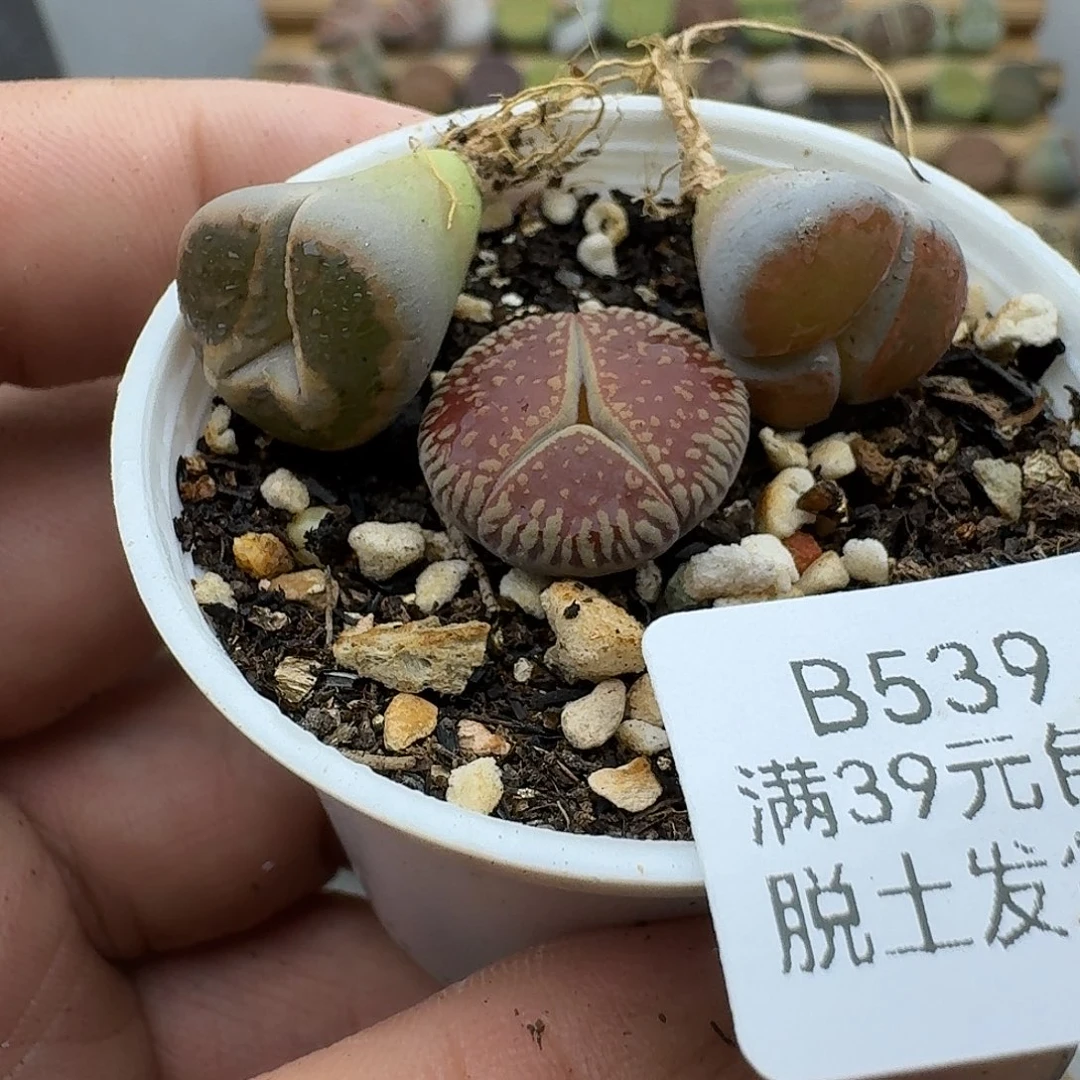 539多肉哈哈哈哈哈哈哈