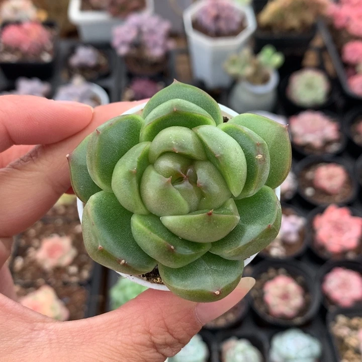 精控绿胖子珍妮多肉