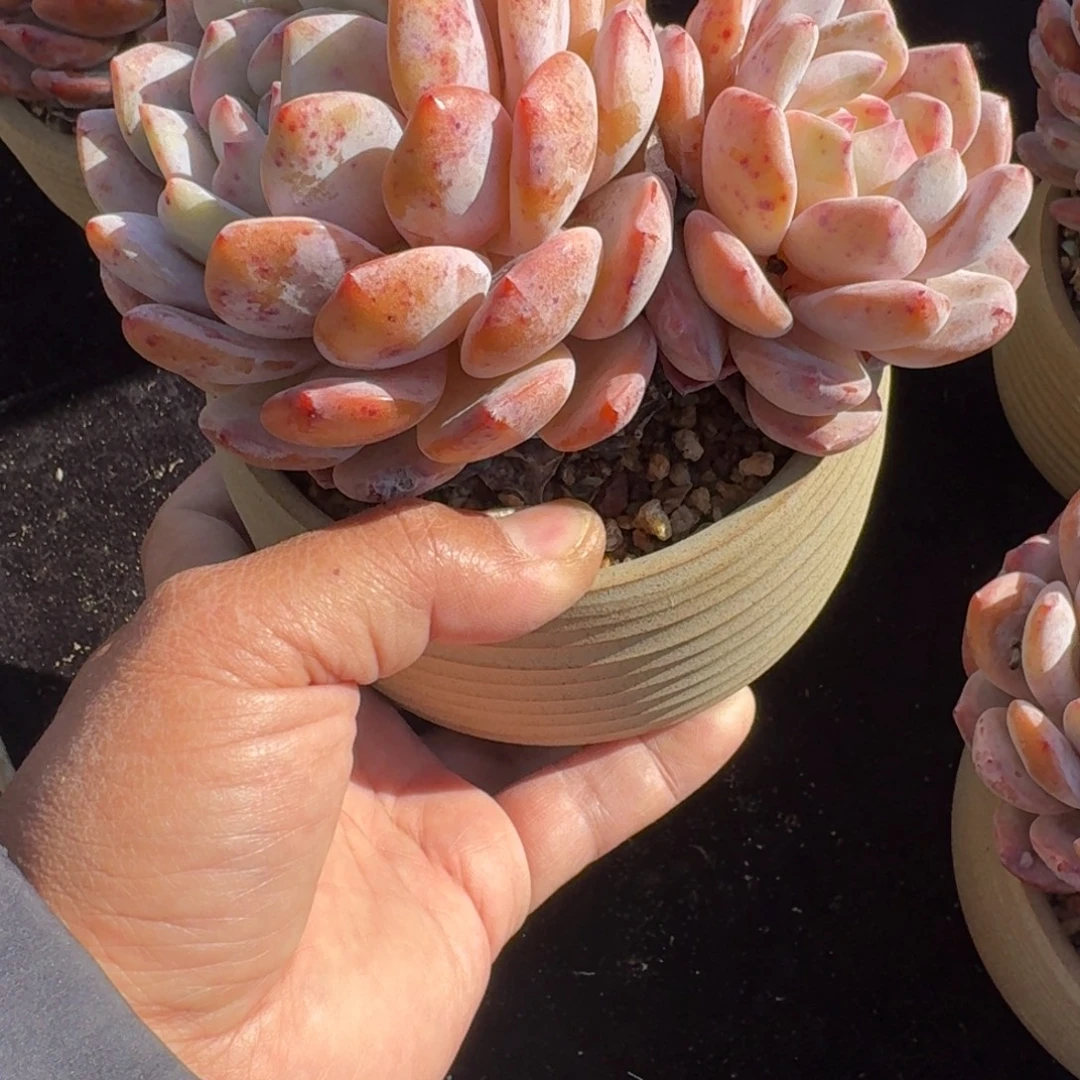 老橙子粉透飘枝双头