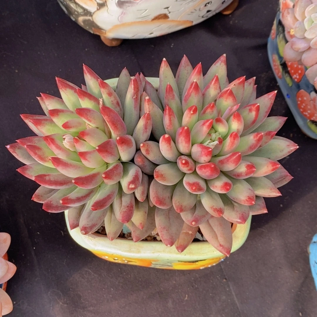 二代虞美人 一物一拍