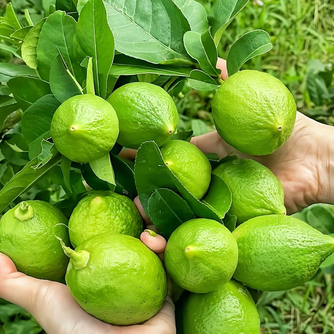 广东正宗无籽香水柠檬现摘现发清新果香诱人新鲜维C柠檬