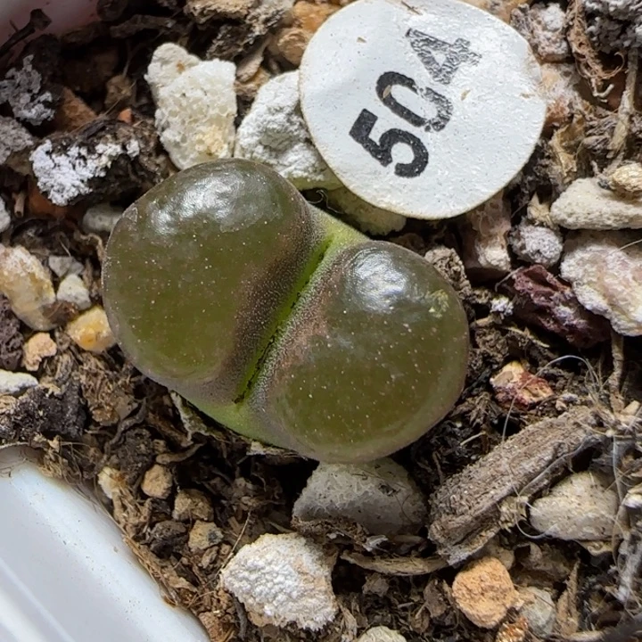 磁铁多肉植物504