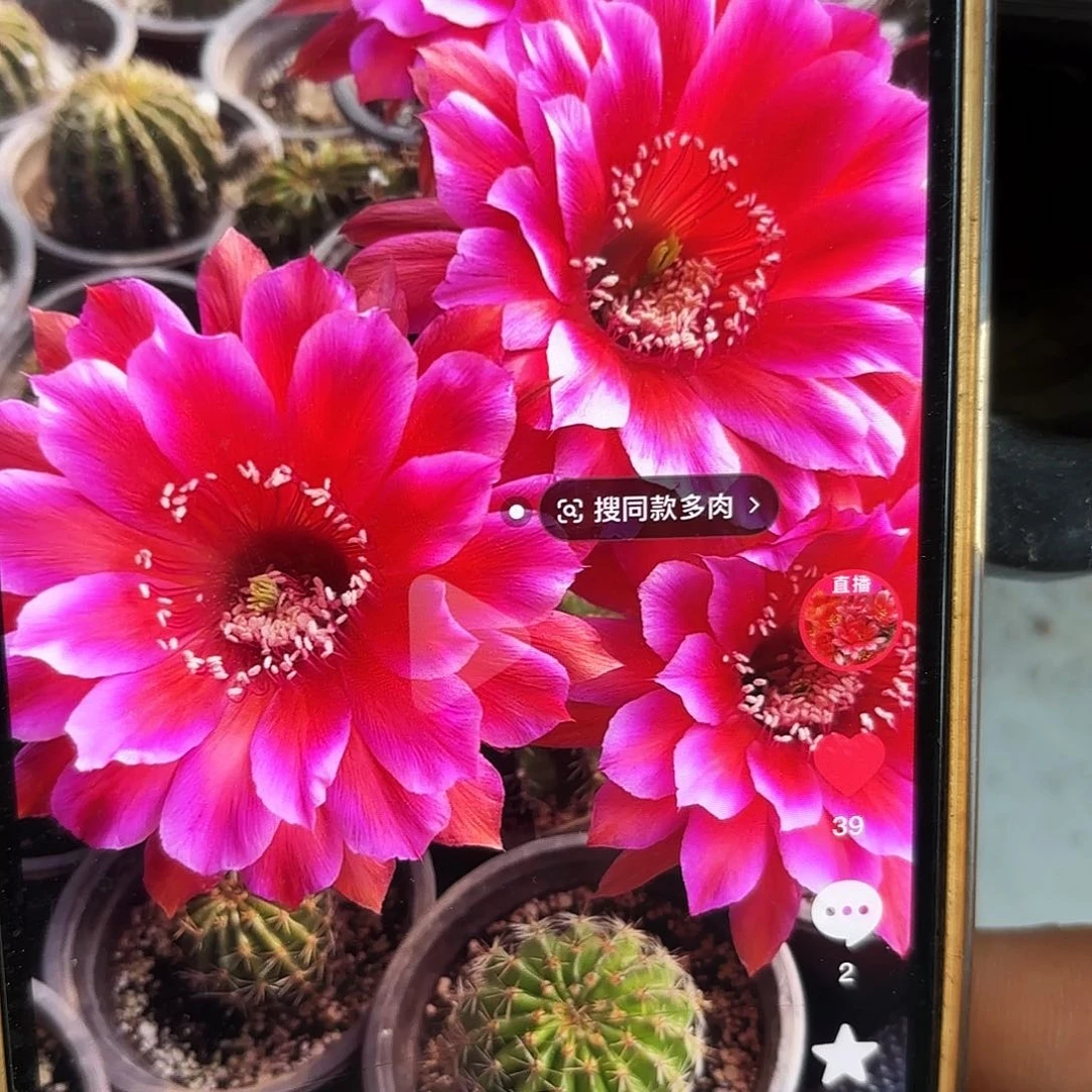 贵妃醉彩侧牙28包邮仙人球1