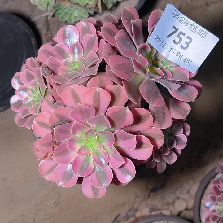 753美杜莎丛林多肉植物