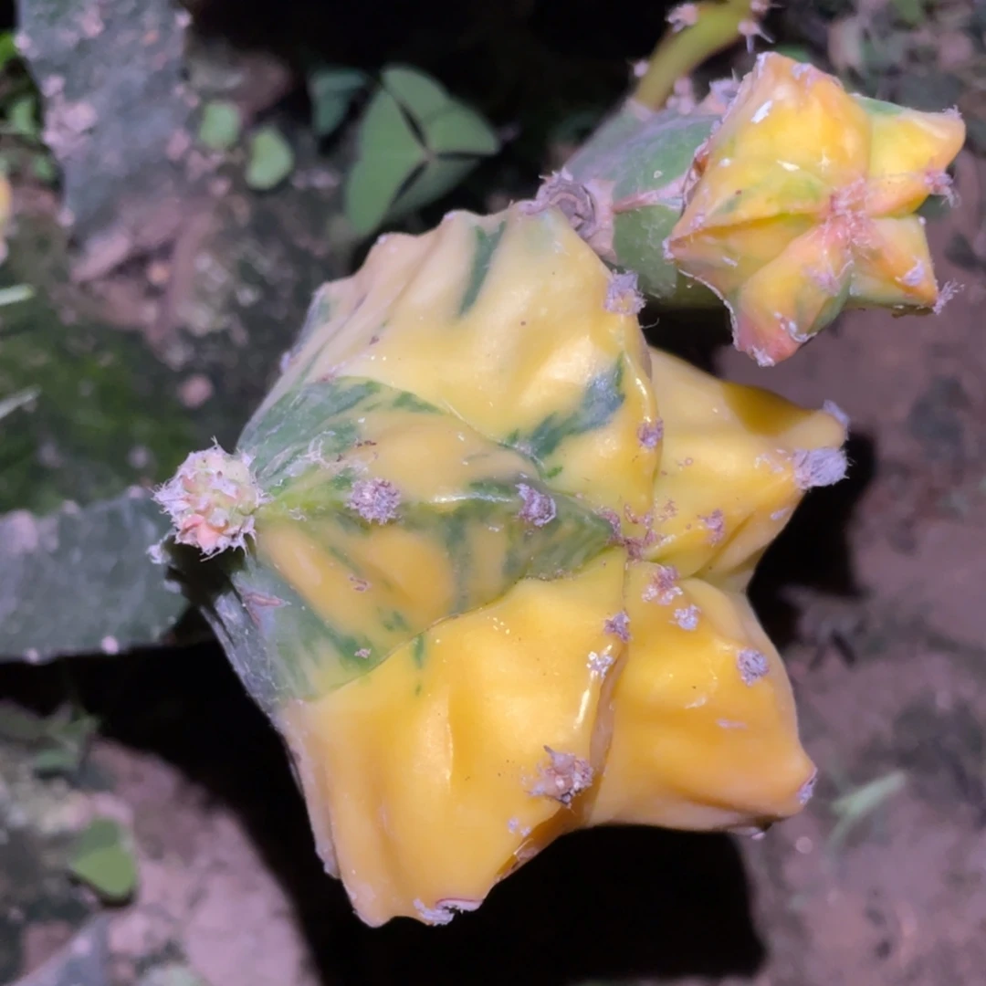 无花朵拉丝纹锦鸾凤玉锦