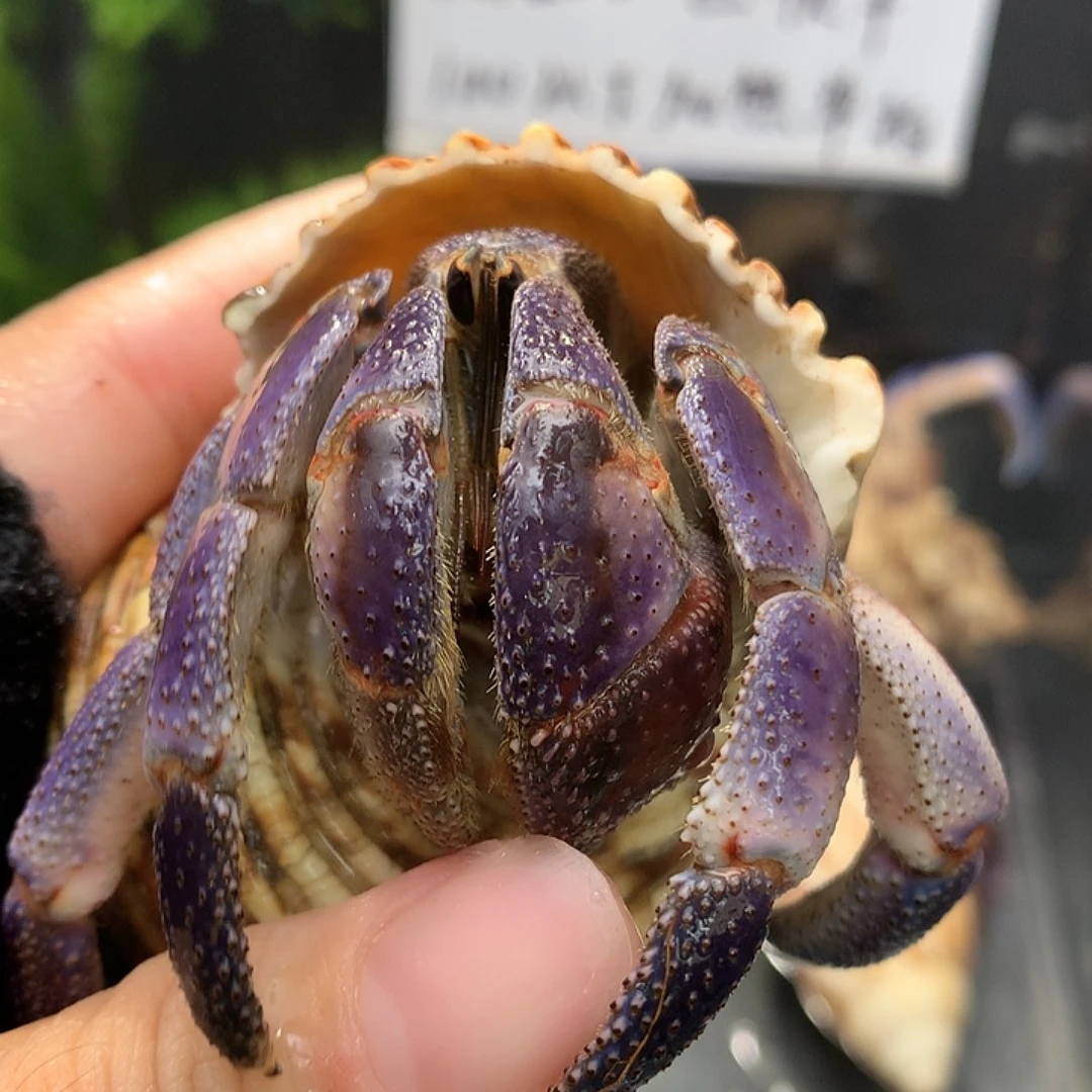 3.0口径奔跑的寄居蟹6号